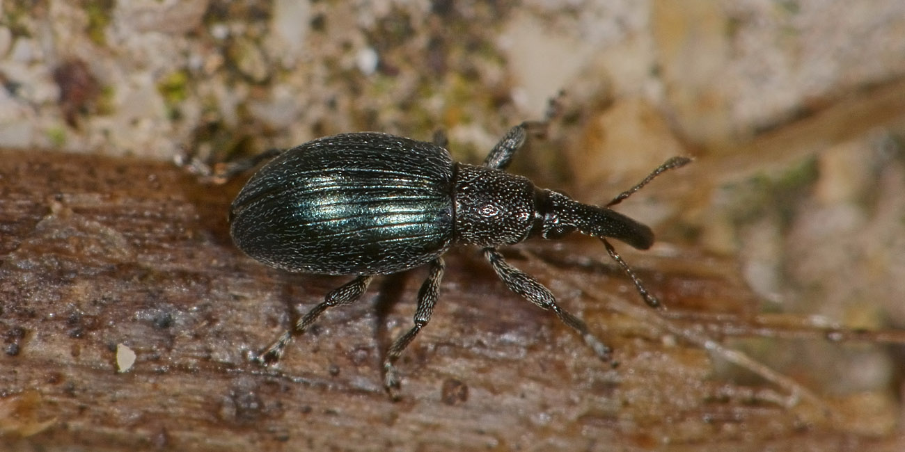 Apionidae elegante? elegante di fatto, ma non di nome: Aspidapion aeneum